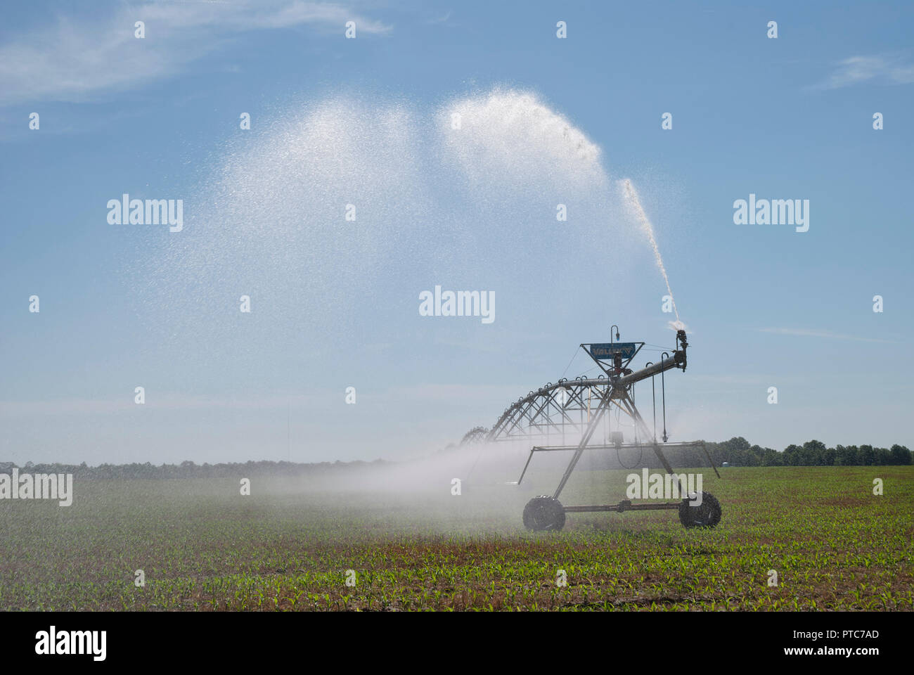 Center-pivot crop irrigation system distributes water to a corn crop in North Central Florida. Stock Photo