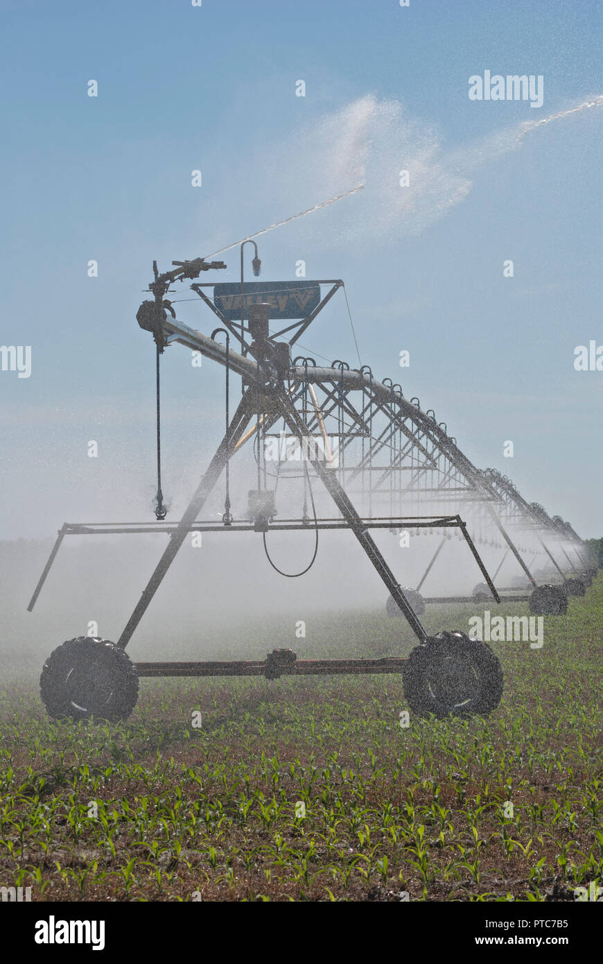 Center-pivot crop irrigation system distributes water to a corn crop in North Central Florida. Stock Photo