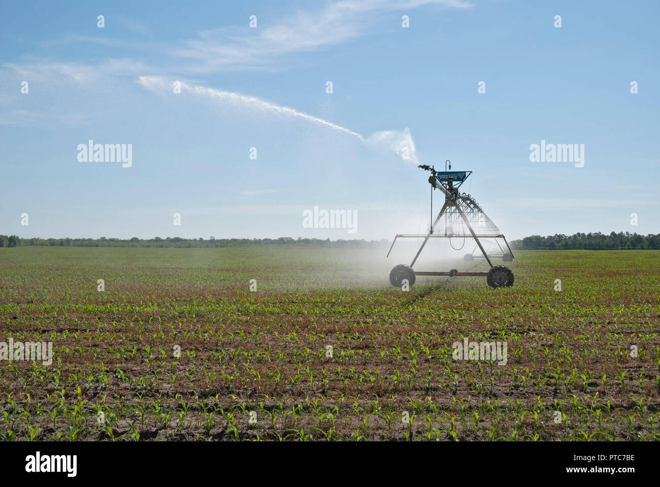Center-pivot crop irrigation system distributes water to a corn crop in North Central Florida. Stock Photo