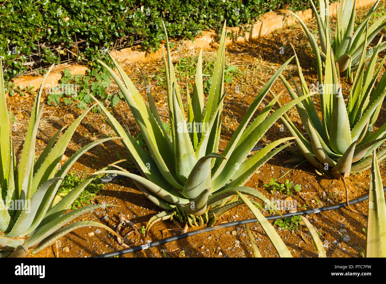 agave havardiana Agave havardiana plants main image 0