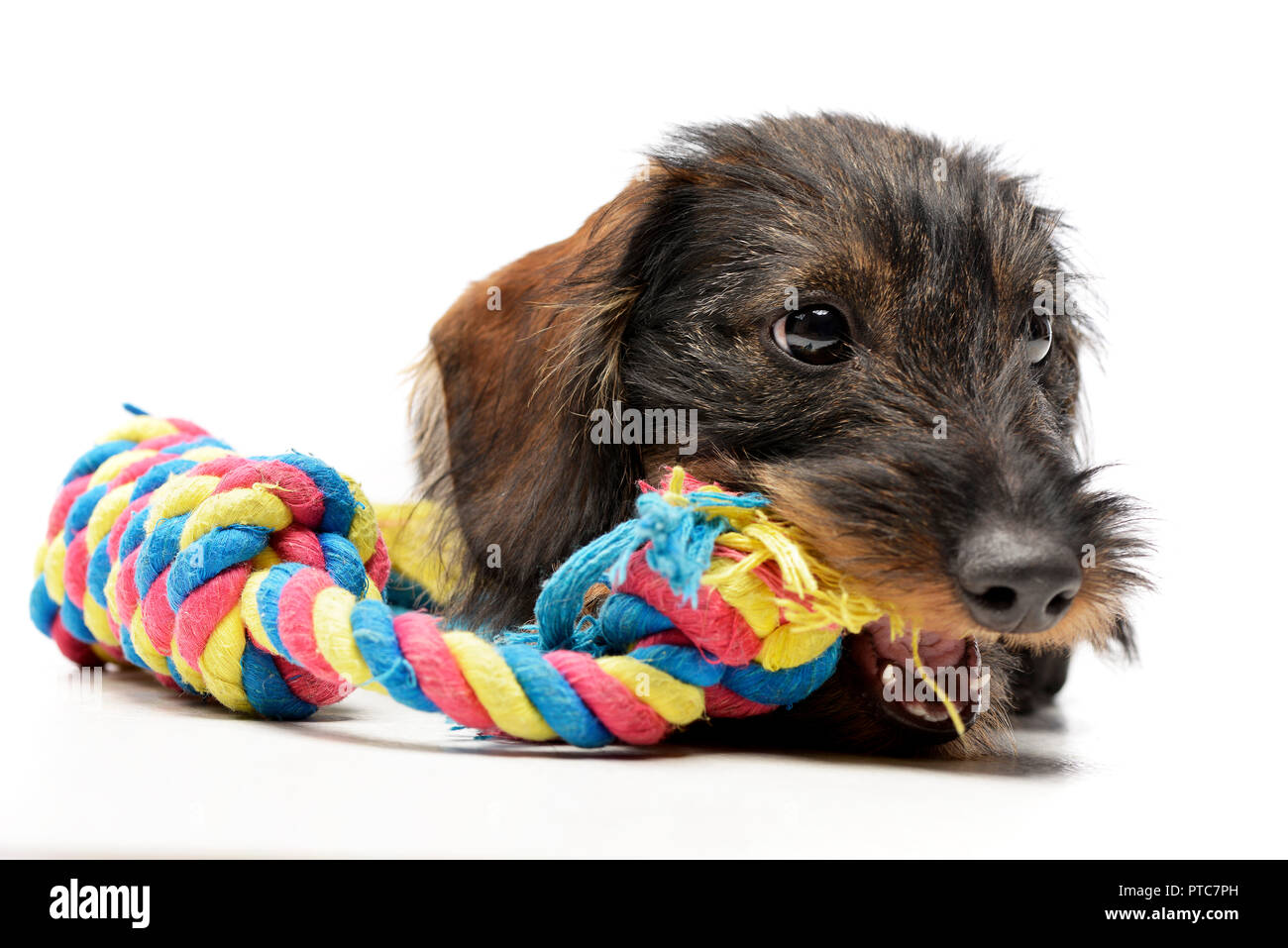 An adorable Dachshund paying with colored rope - studio shot, isolated on white. Stock Photo