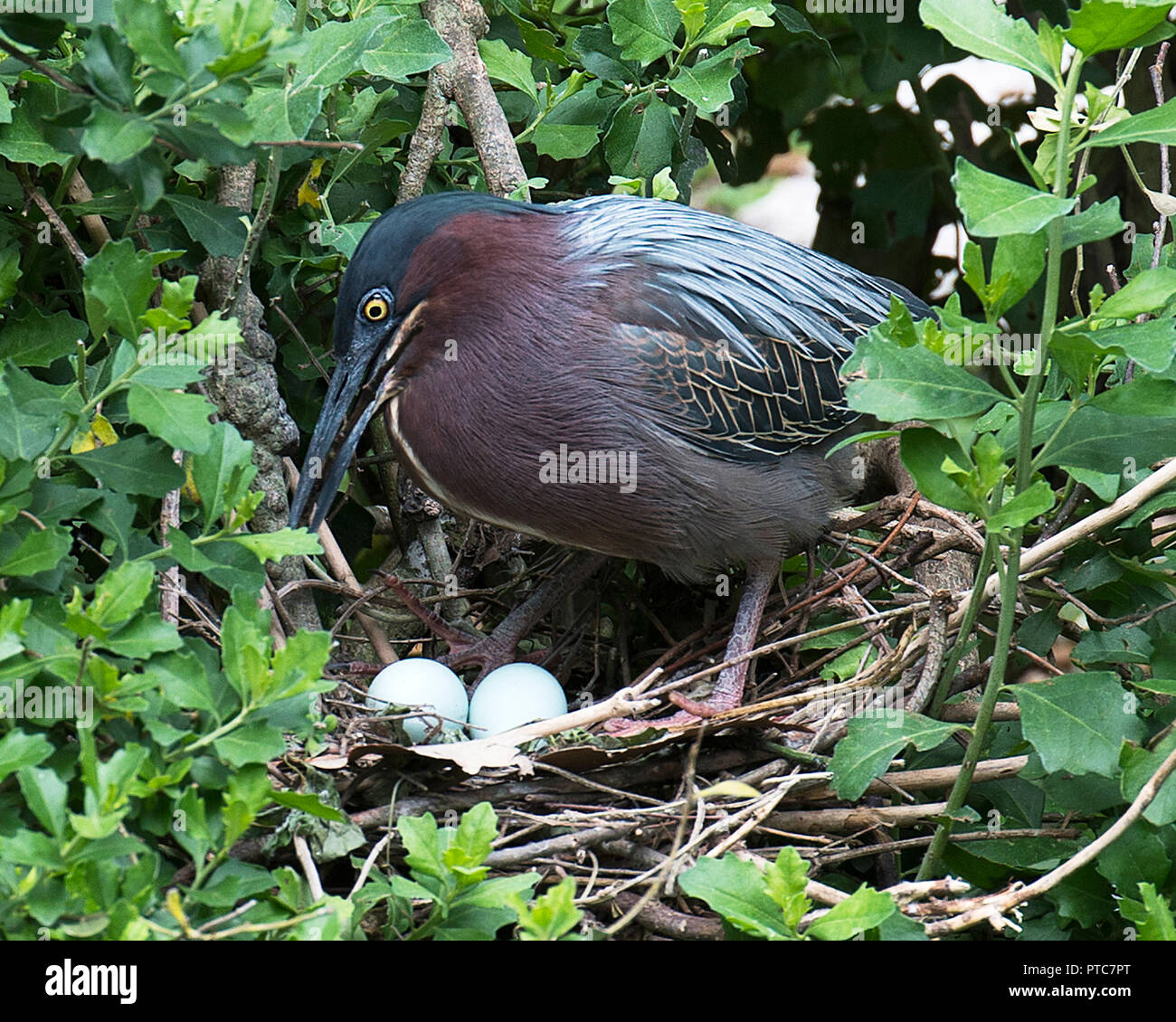 Close up bird eggs hires stock photography and images Alamy