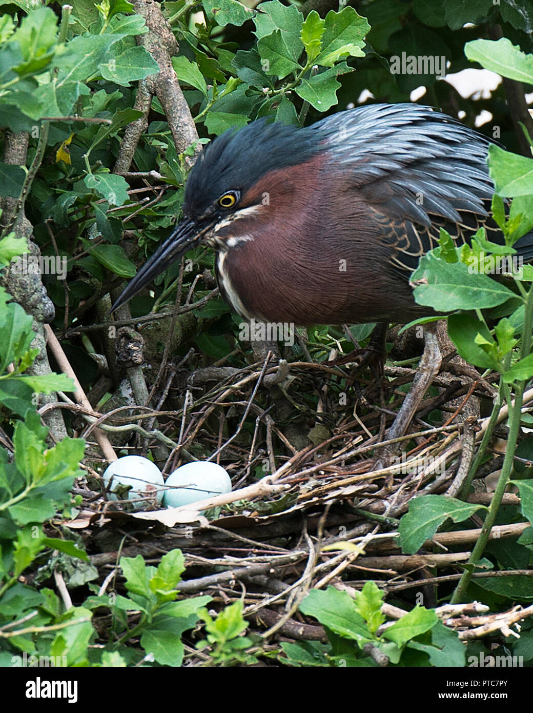 Close up bird eggs hires stock photography and images Alamy