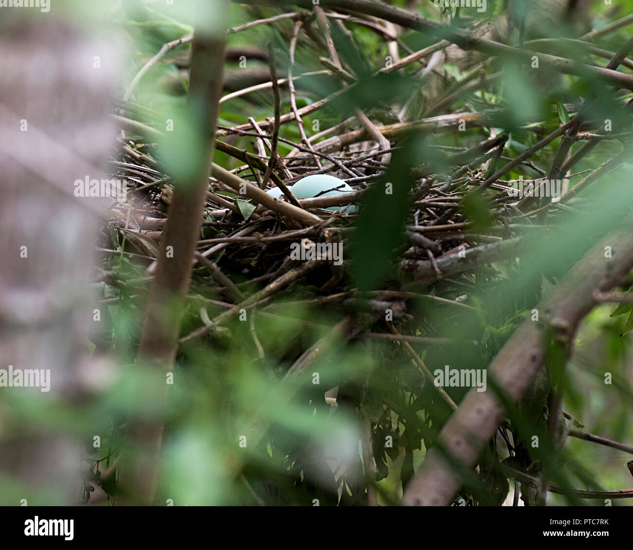 Baby bird eggs hires stock photography and images Alamy