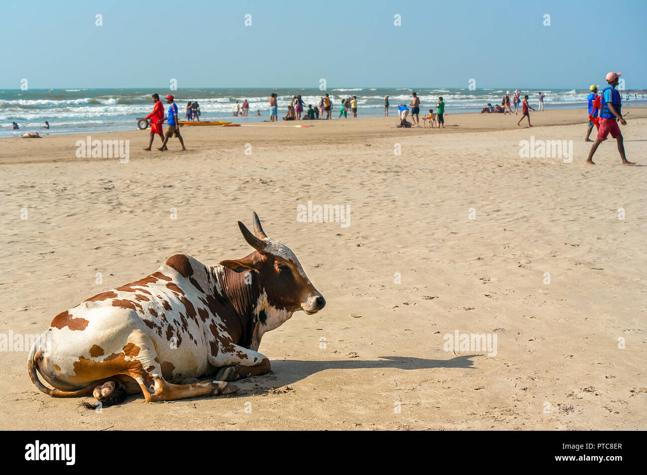 A Indian sacred white and brown spotted cow casually rests on a busy popular sandy beach in Goa, India. Stock Photo