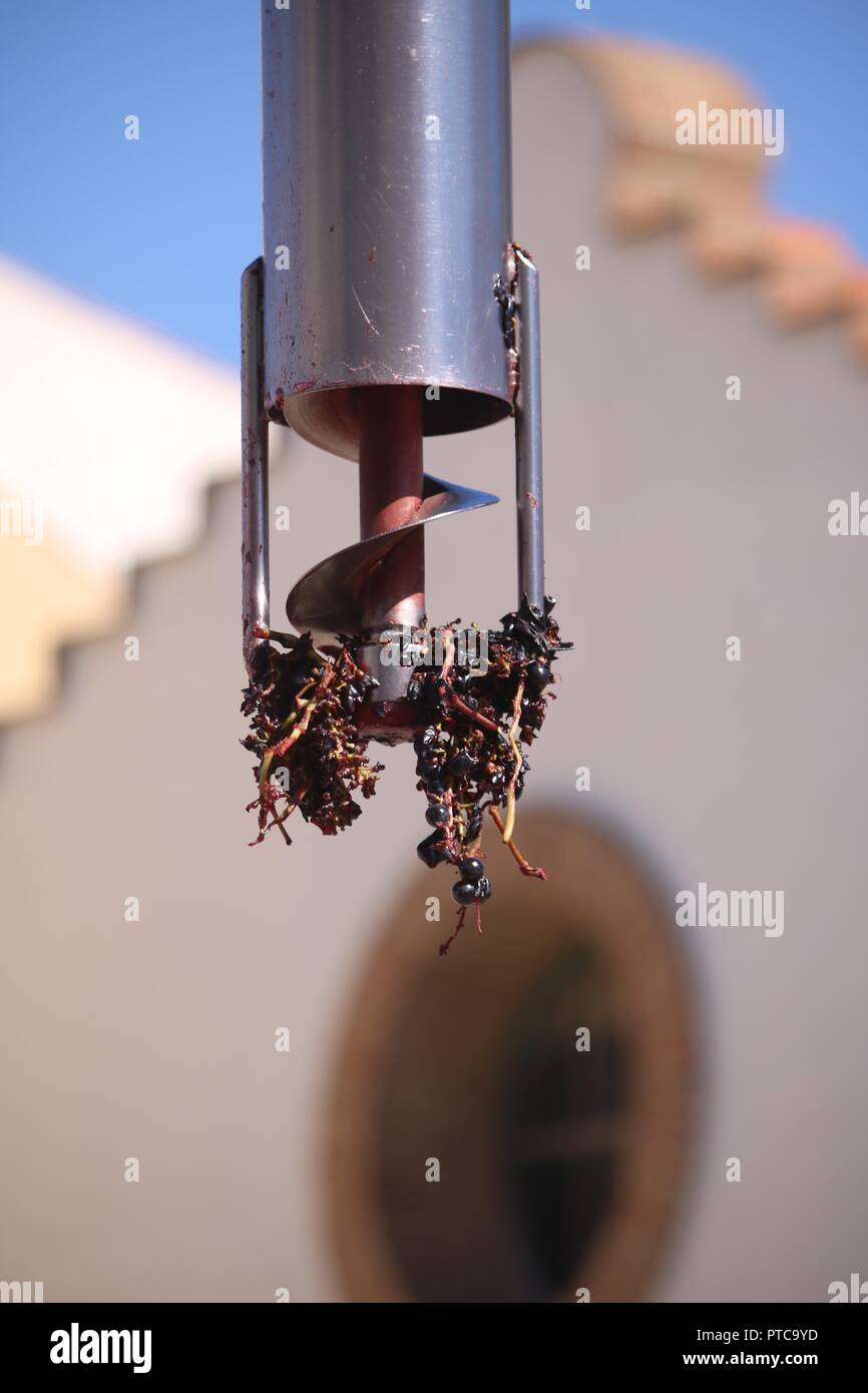 Corkscrew extracting juice from grapes to test for sweetness Stock
