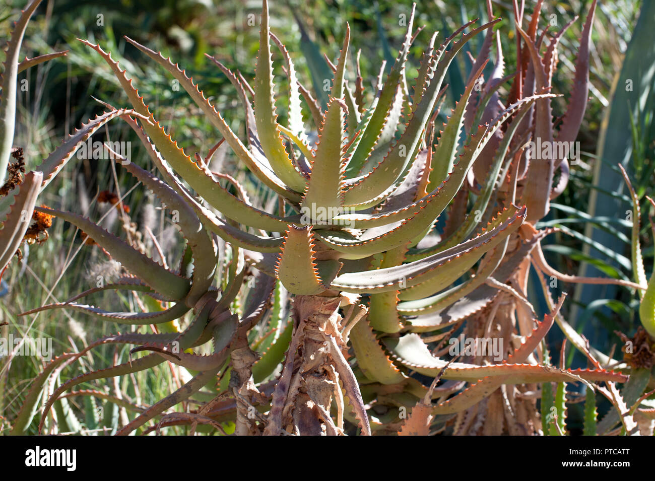 Aloe vera - cactus plant from Gran Canary Island, Spain Stock Photo