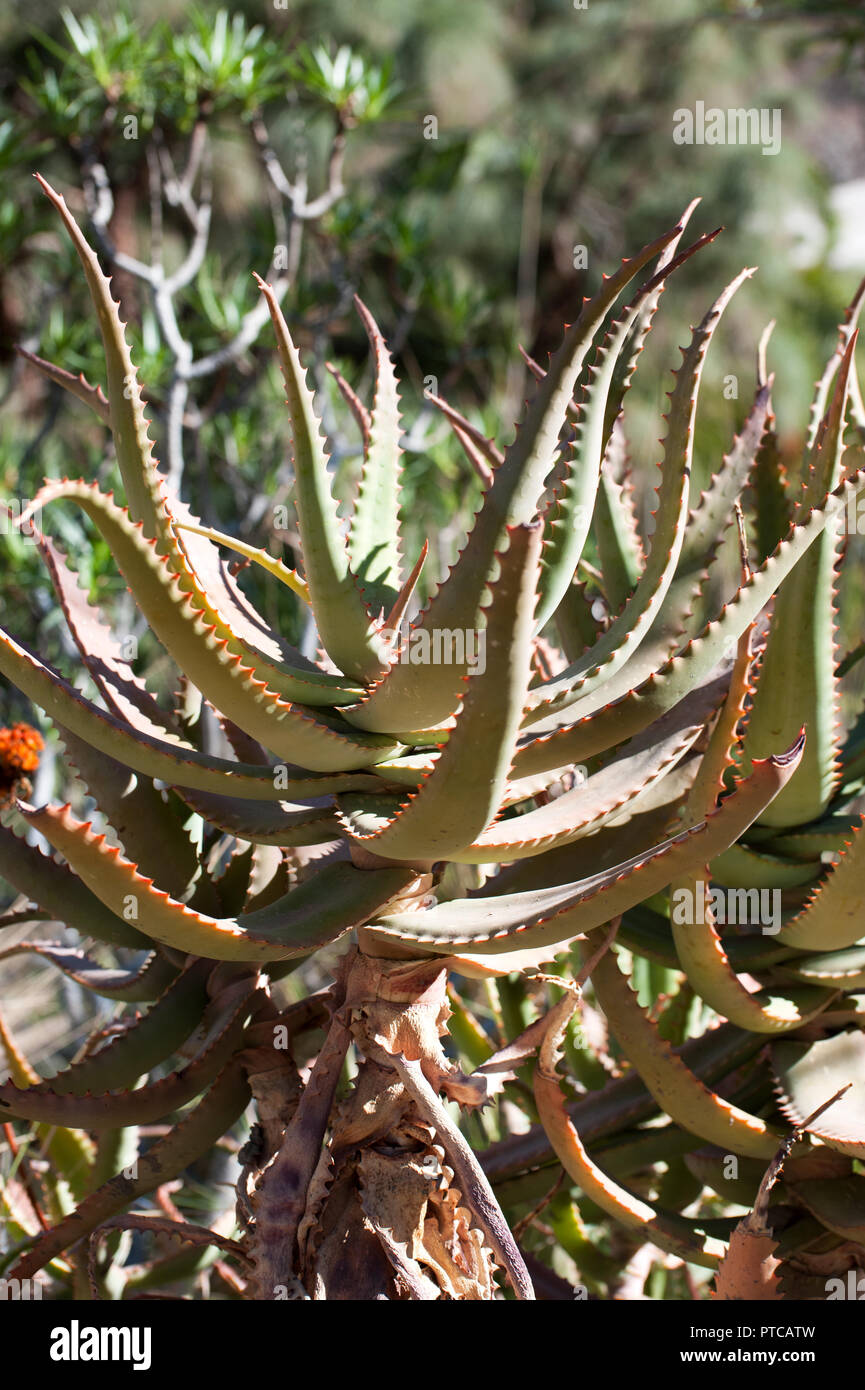 Aloe Vera Cactus Plant From Gran Canary Island Spain Stock