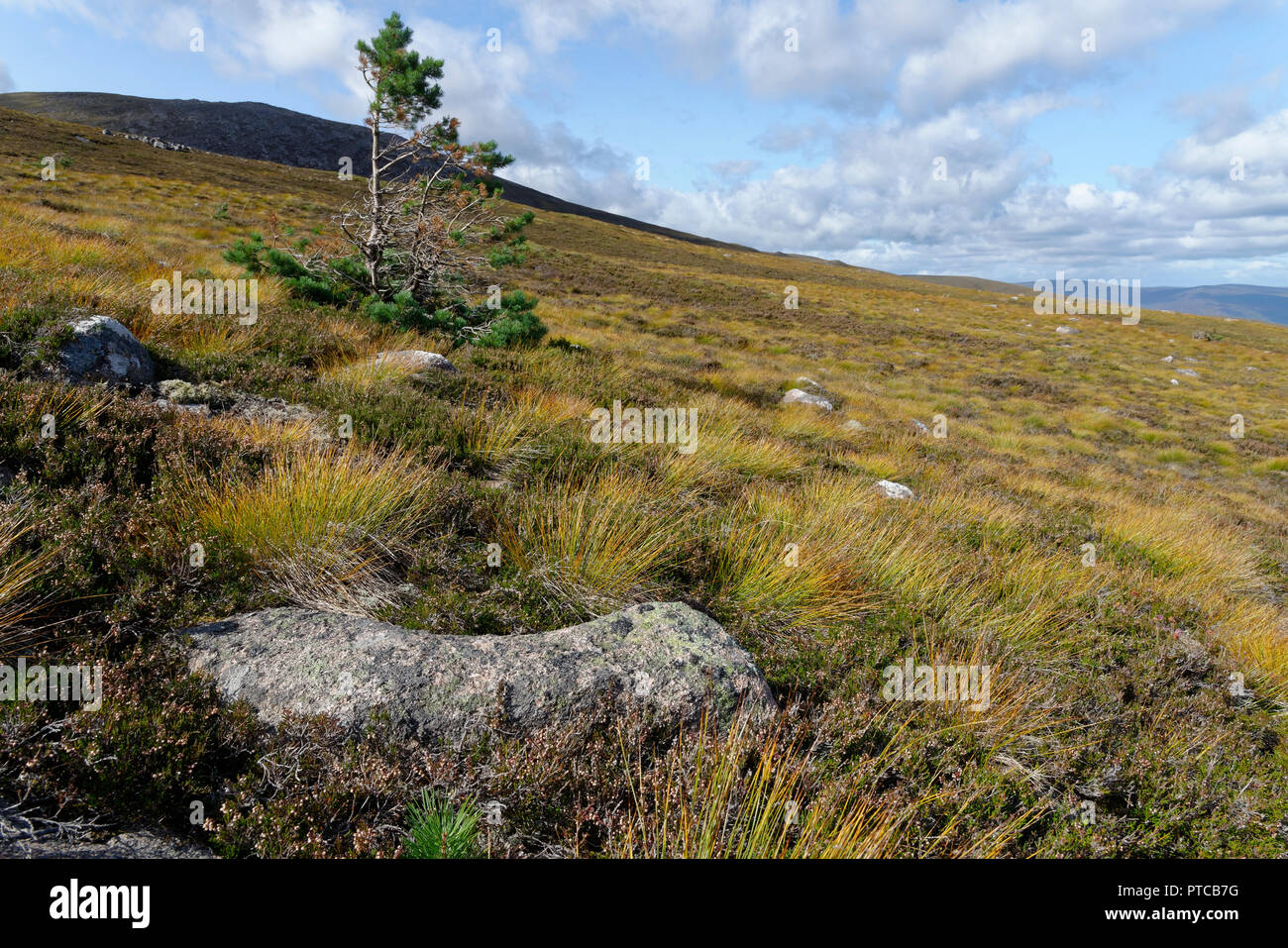 Lone Pine Scots Tree - Pinus sylvestris on lower slopes of Cairngorms, Scothald Stock Photo