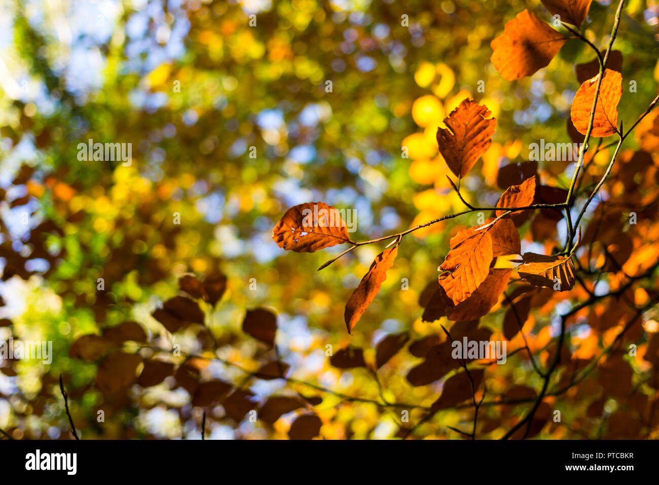 Copper brown red leaves against a yellow and green background Stock