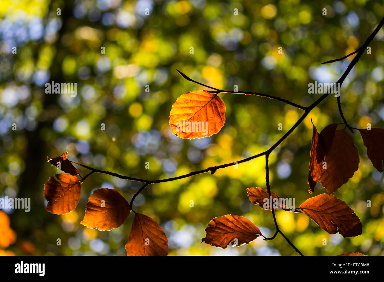 Copper brown red leaves on a branch against a yellow and green