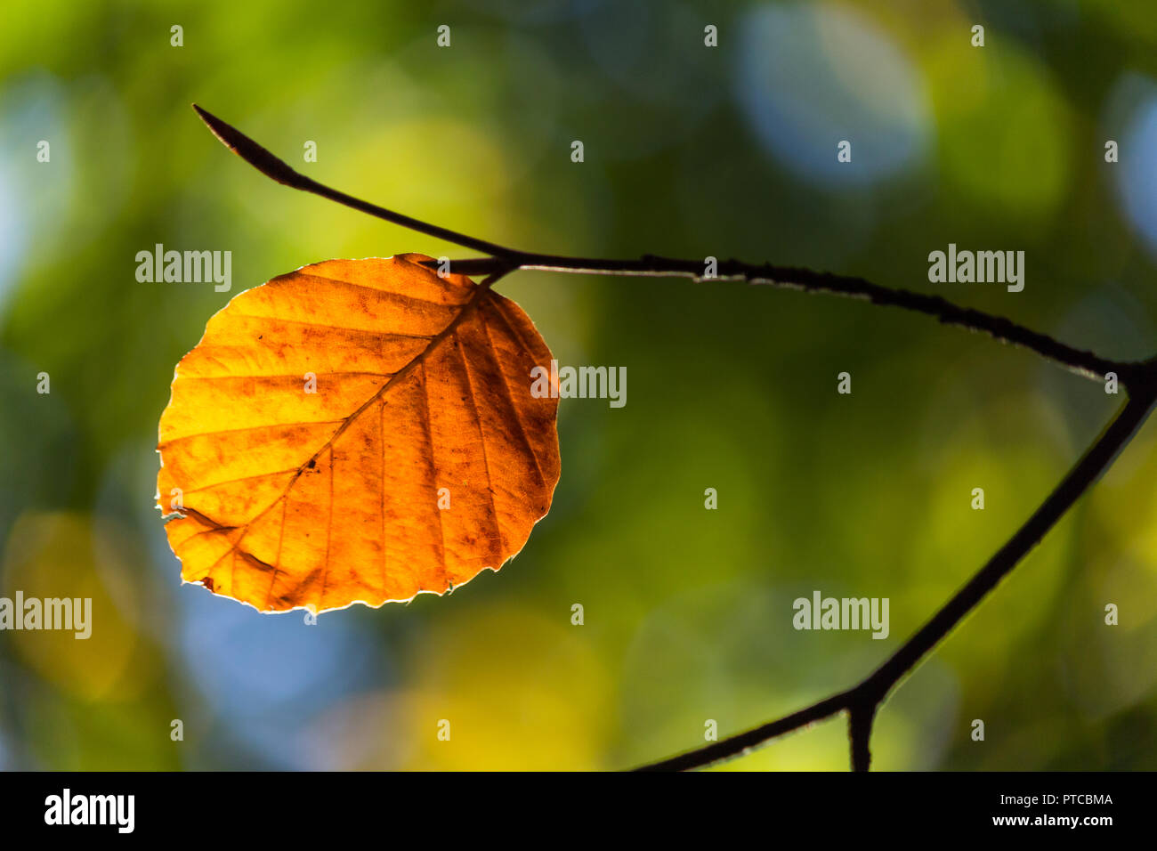 Single copper brown red leaf against a green background. Stock Photo