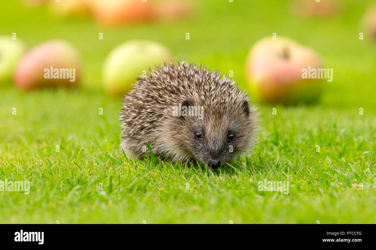 Hedgehog (Erinaceus Europaeus) wild, native hedgehog in natural habitat on green grass lawn with fallen apples  in the background.  Horizontal. Stock Photo