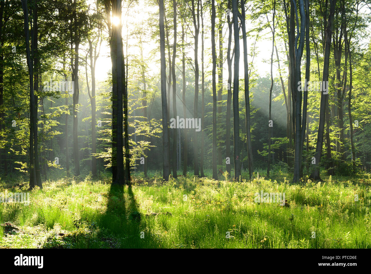 Morning in the forest Stock Photo - Alamy
