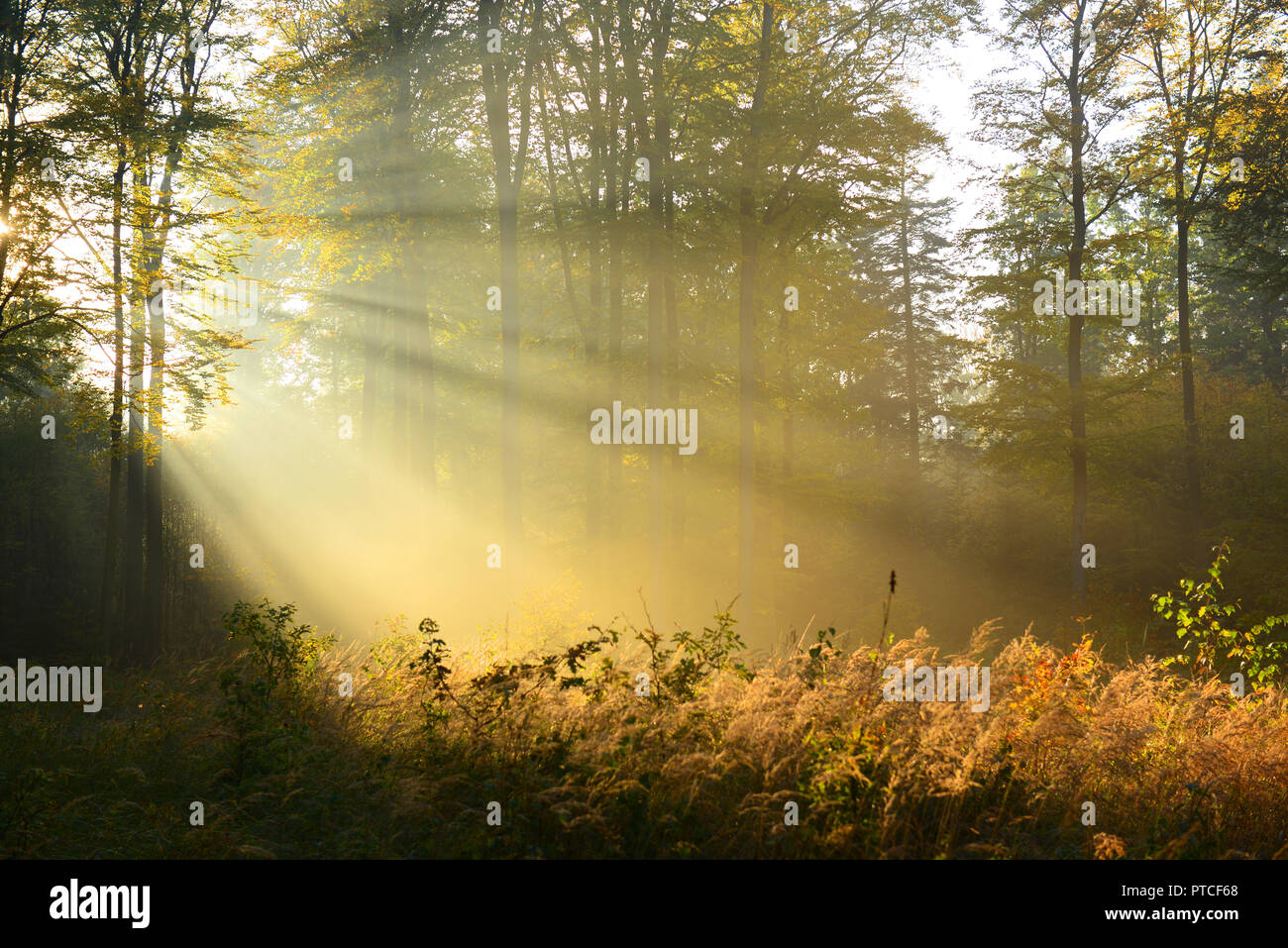 Morning in the forest Stock Photo - Alamy