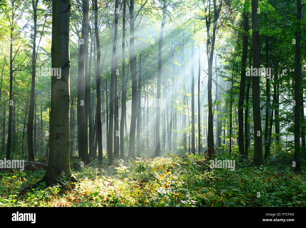Morning in the forest Stock Photo - Alamy