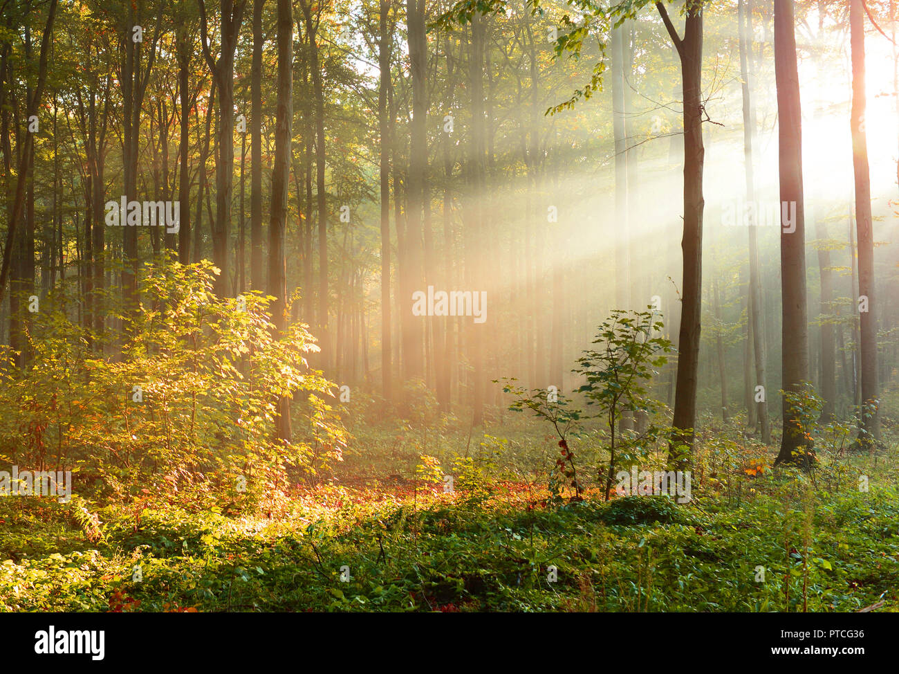 Beautiful morning in the forest Stock Photo - Alamy