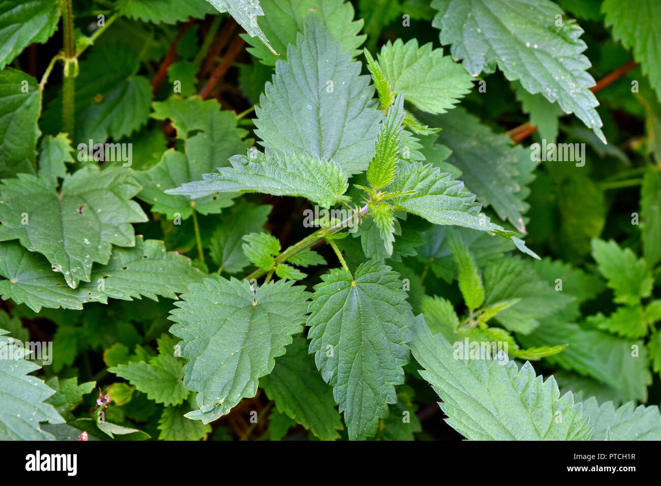 Nettle plant in the garden wild shown in the wild environment Stock ...