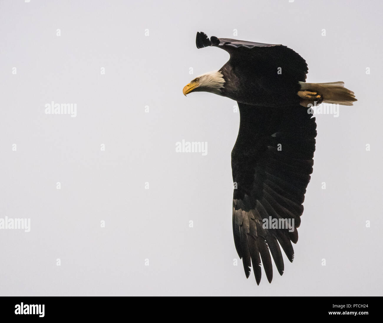 Bald eagle wing tail feathers hires stock photography and images Alamy