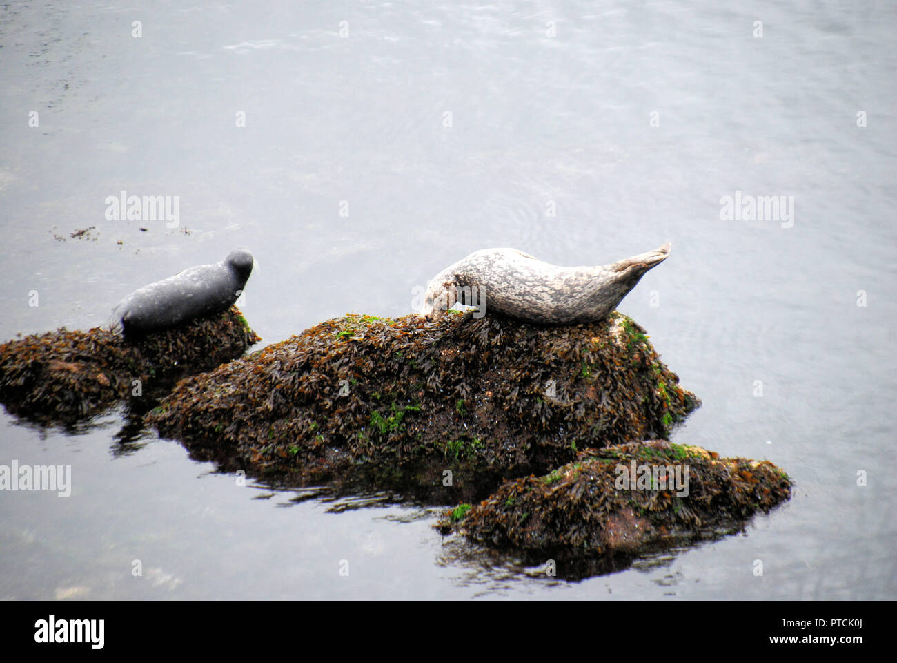Two curious and cute Pacific harbor seals, one grey and one white and brown, resting on a rock in the sea in Horseshoe Bay, BC, Canada Stock Photo