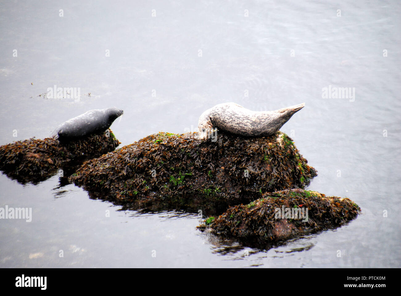 Two curious and cute Pacific harbor seals, one grey and one white and brown, resting on a rock in the sea in Horseshoe Bay, BC, Canada Stock Photo