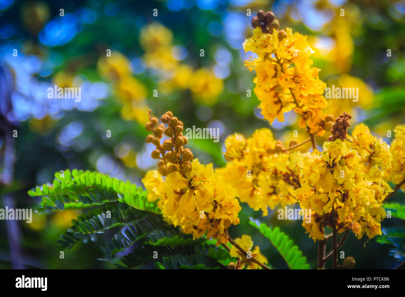 Beautiful yellow Peltophorum pterocarpum flowers on tree, commonly known as copperpod, flamboyant, flametree, yellow poinciana or yellow-flame. Stock Photo