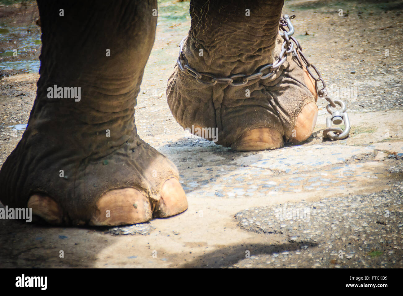 Leg chained elephant and look very pitiful Stock Photo - Alamy