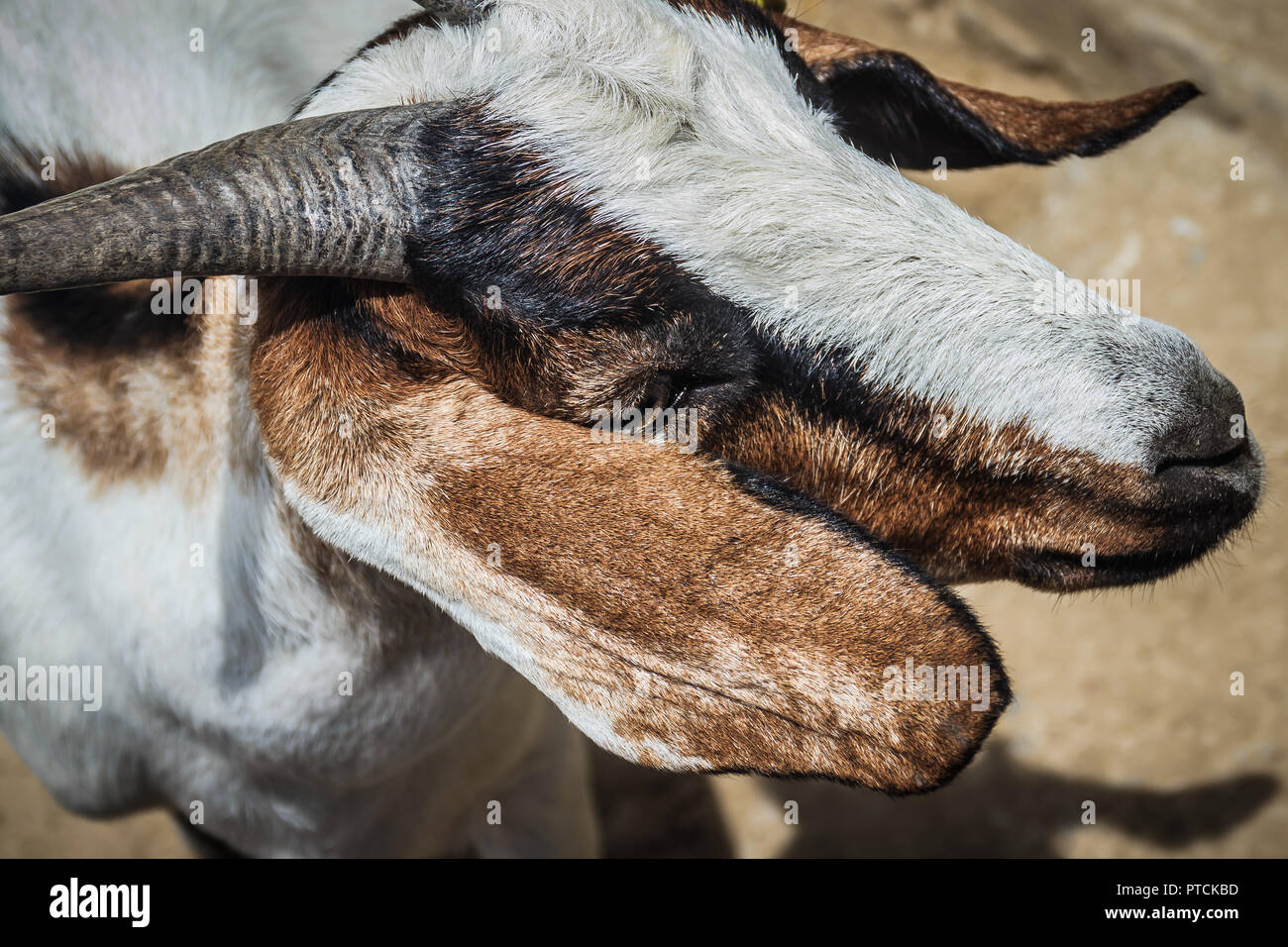 Cute brown and white domestic goats (Capra aegagrus hircus) in the farm