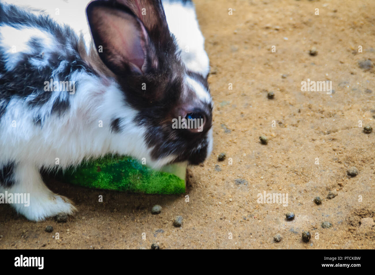 Cute black and white rabbit is eating food in the rabbit farm ...