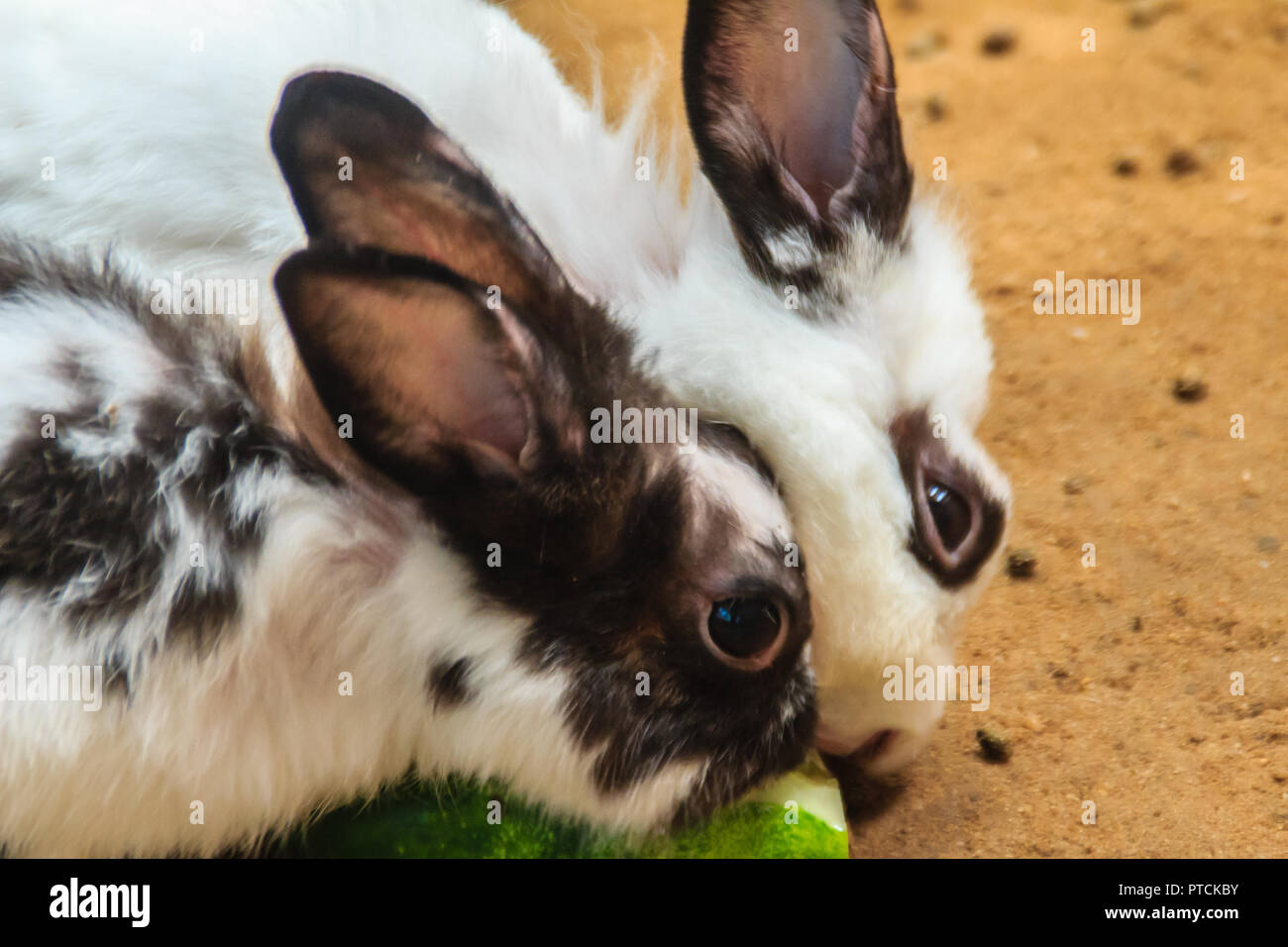 Cute black and white rabbit is eating food in the rabbit farm ...