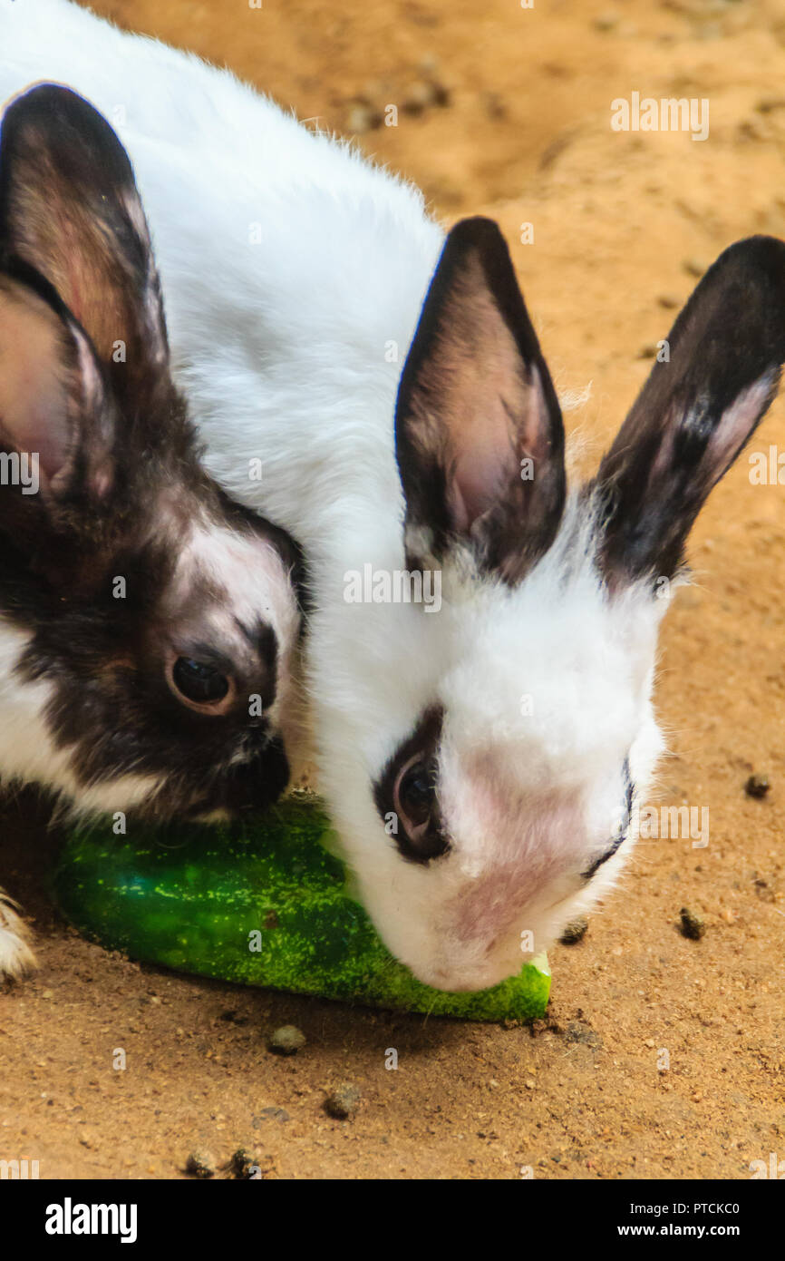 Cute black and white rabbit is eating food in the rabbit farm ...