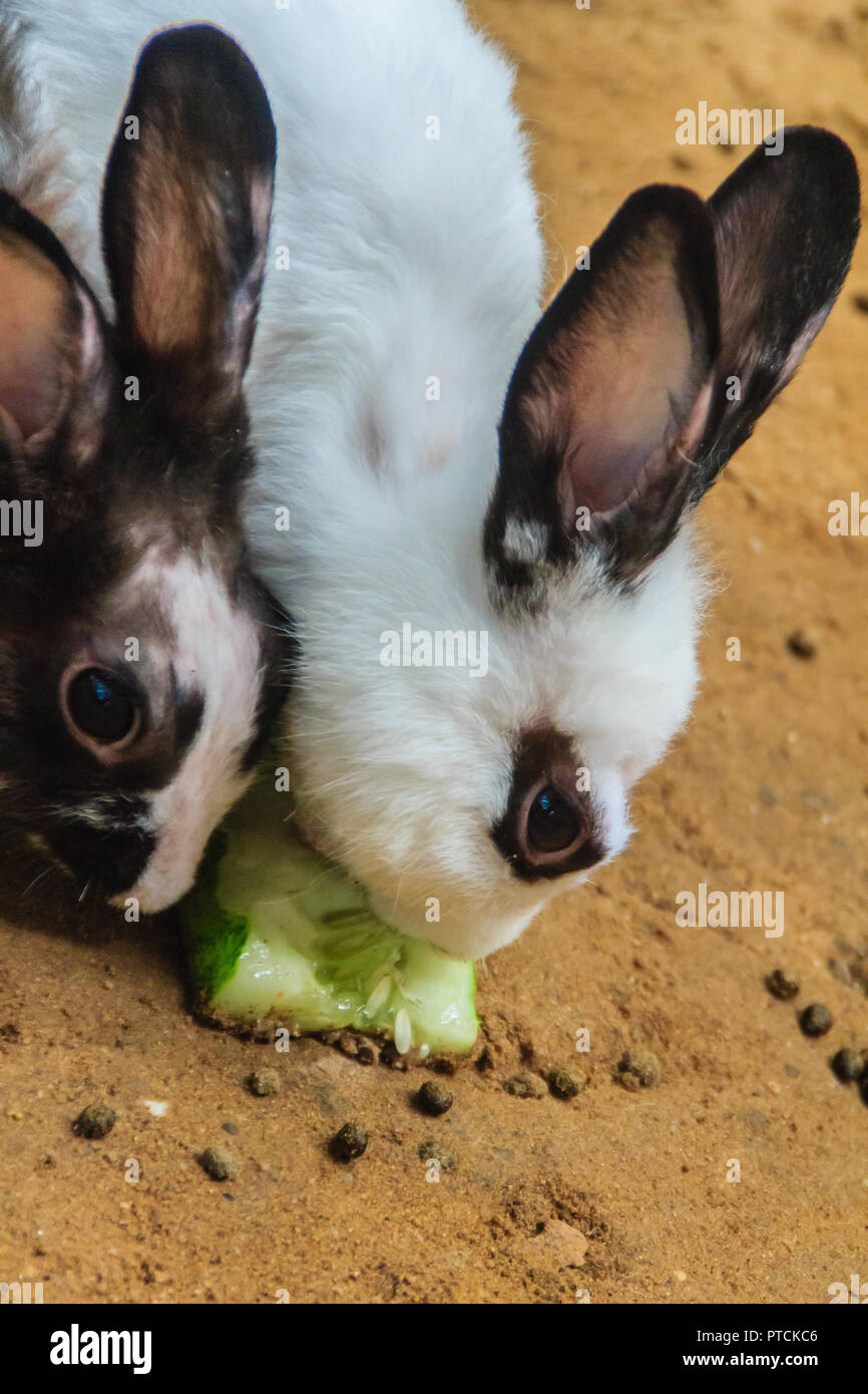 Cute black and white rabbit is eating food in the rabbit farm ...