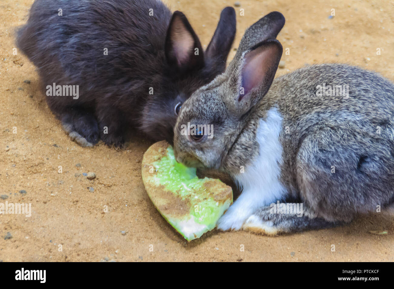 Cute black and white rabbit is eating food in the rabbit farm ...