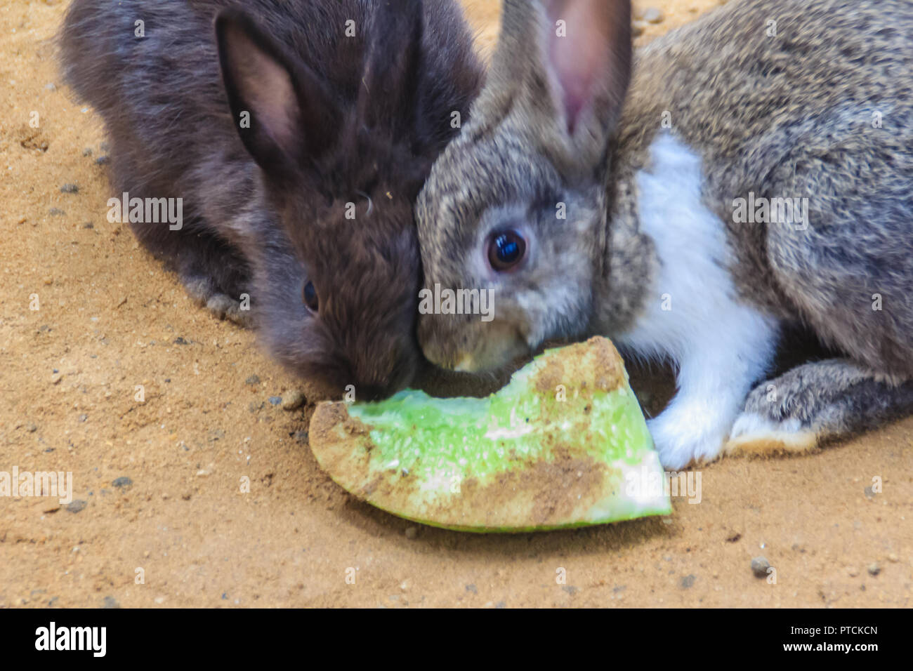 Cute black and white rabbit is eating food in the rabbit farm ...