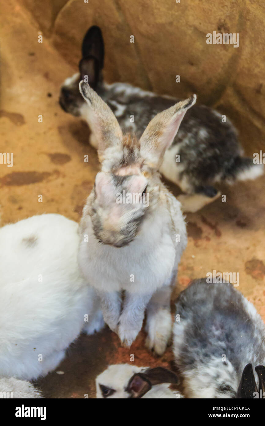 Cute black and white rabbit is eating food in the rabbit farm ...
