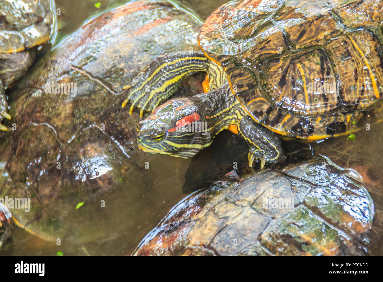 Cute red-eared slider (Trachemys scripta elegans), also known as the ...