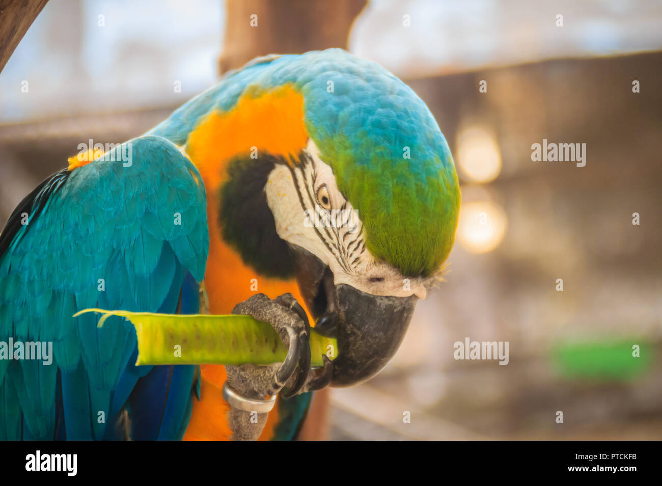 blue and gold macaw food