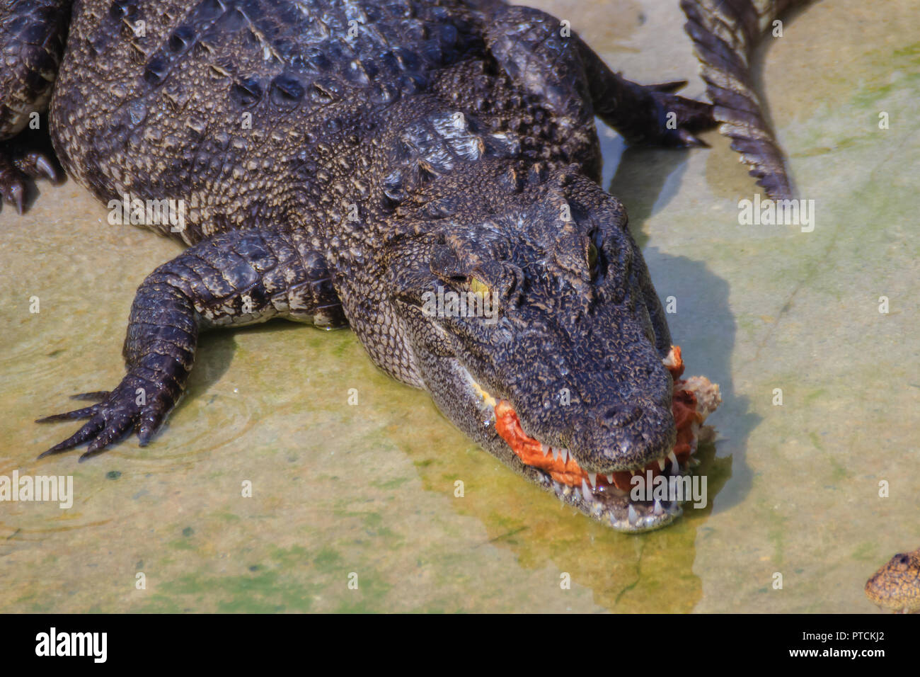 Scary crocodile is eating fresh meat in the farm. Crocodile farming for breeding and raising of crocodilians in order to produce crocodile and alligat Stock Photo