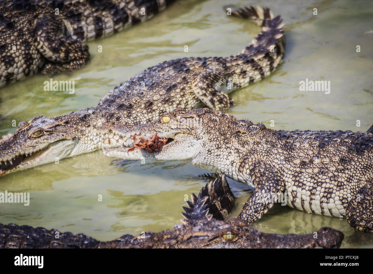 Scary crocodile is eating fresh meat in the farm. Crocodile farming for