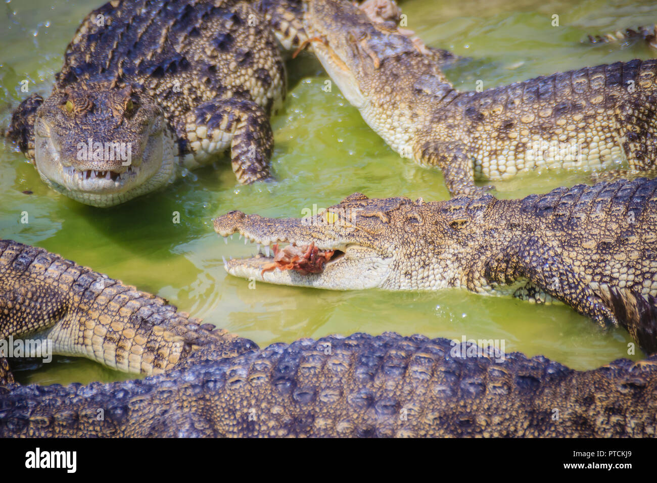 Scary crocodile is eating fresh meat in the farm. Crocodile farming for breeding and raising of crocodilians in order to produce crocodile and alligat Stock Photo