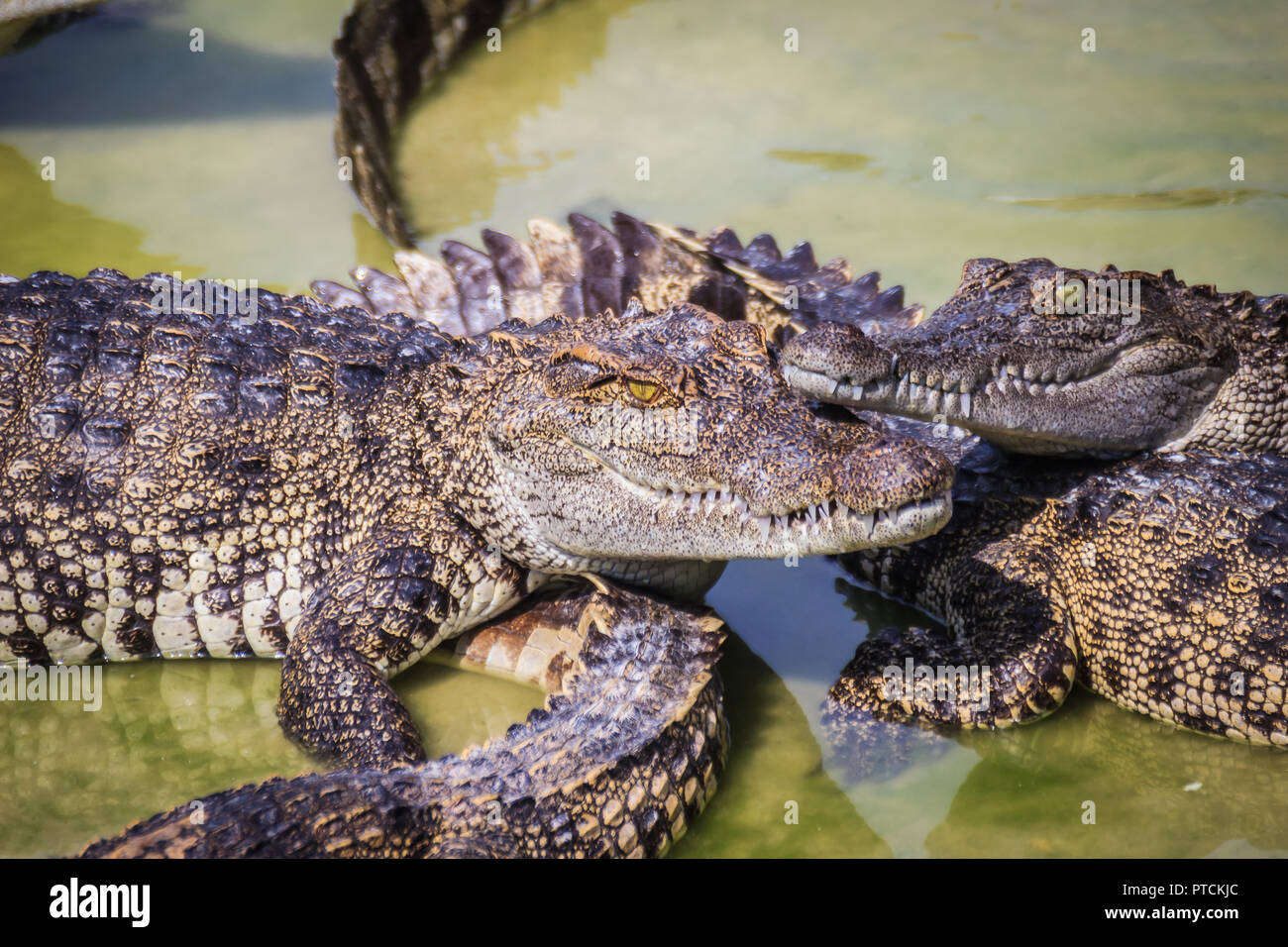 Scary crocodile is eating fresh meat in the farm. Crocodile farming for