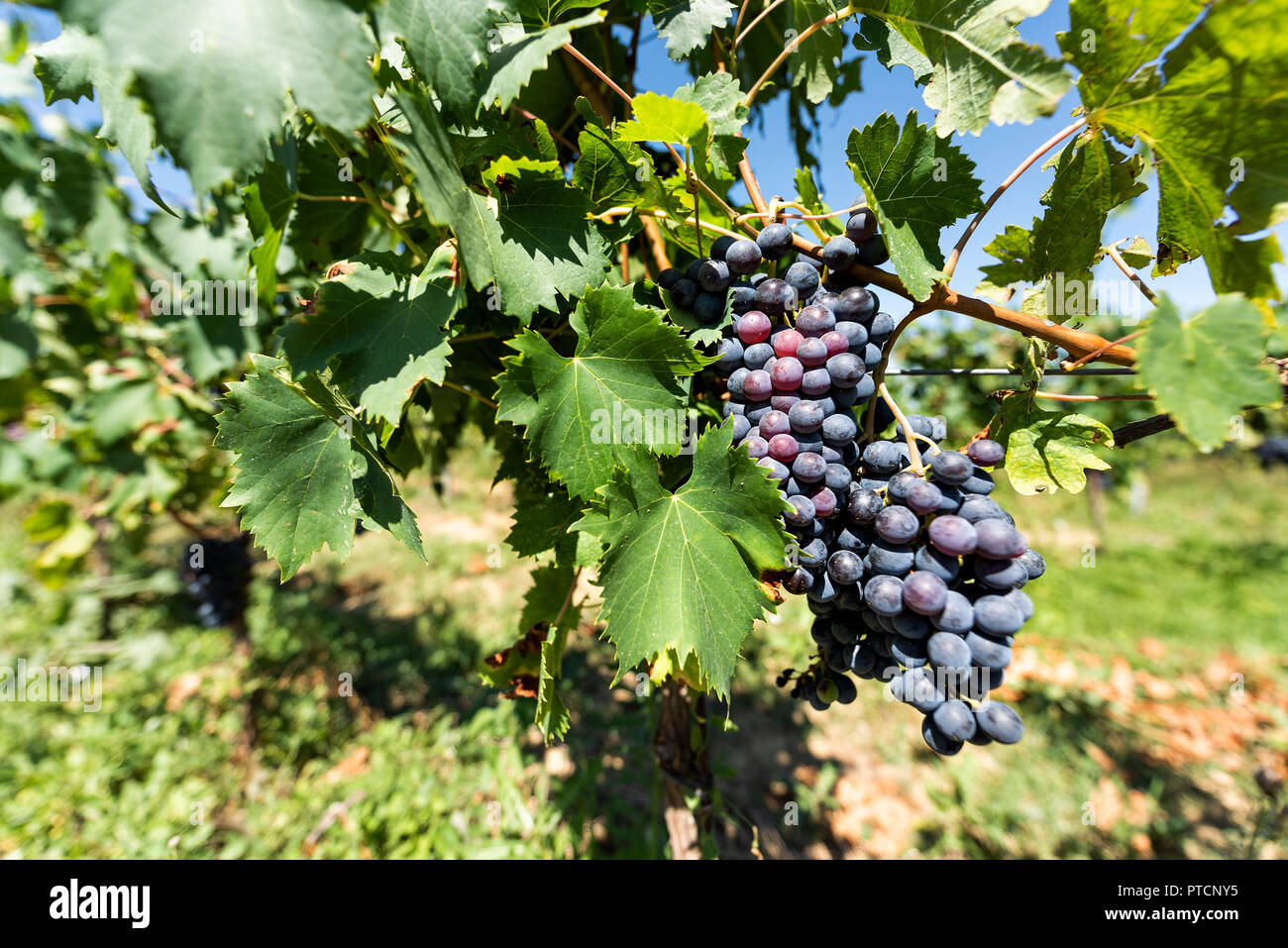 Large red, purple wine grapes on vine hanging grapevine bunch in Montepulciano, Tuscany, Italy
