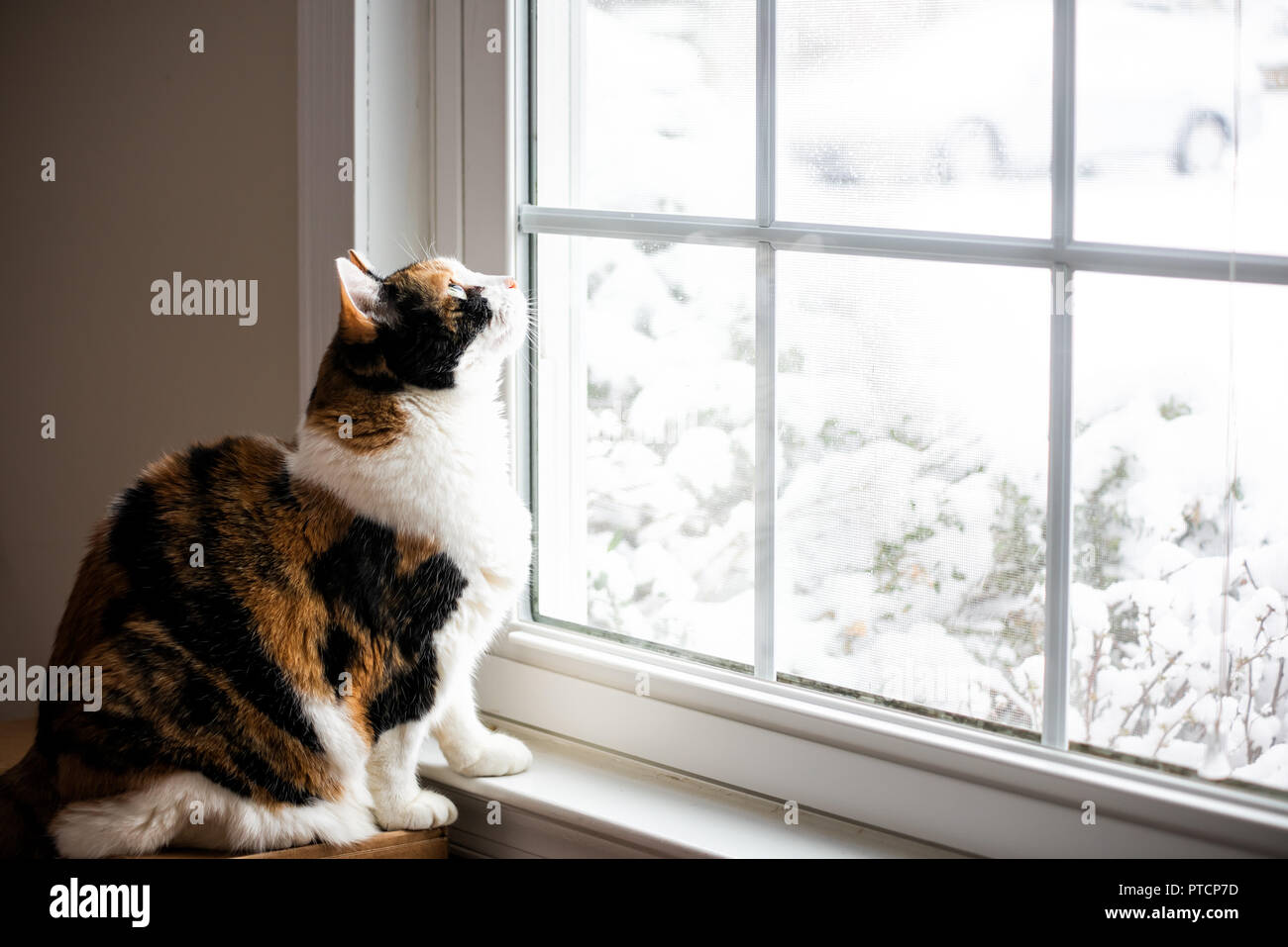 Female, cute calico cat on windowsill window sill looking up at birds staring through glass outside with winter snow Stock Photo