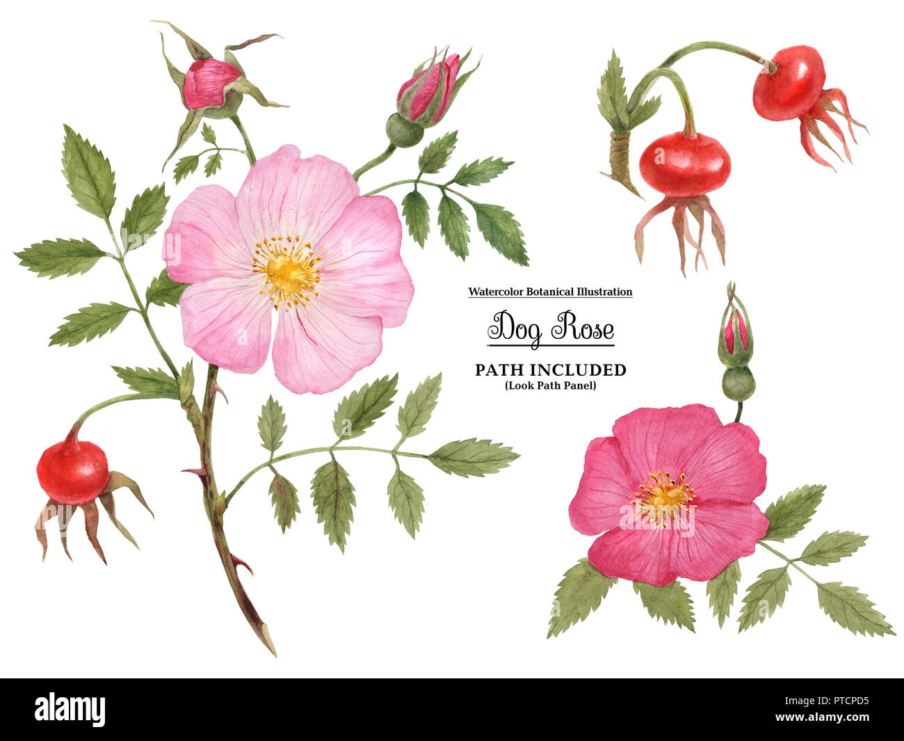 Строение шиповника рисунок. Dog-Rose Fruit.