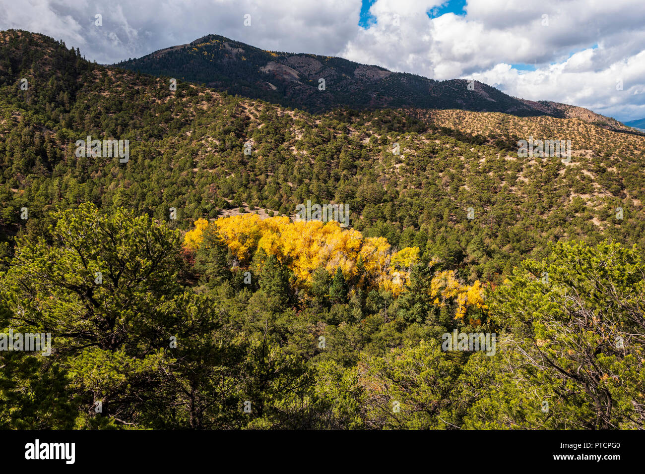 Aspen trees in autumn show golden leaf color; central Colorado; USA Stock Photo
