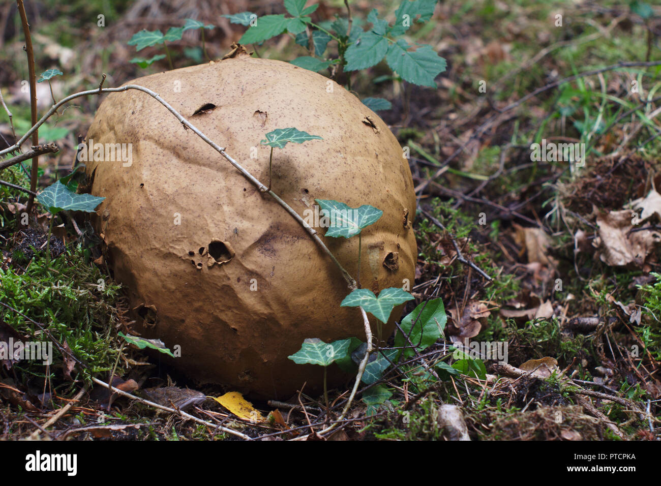 Old giant puffball covered in Ivy. Stock Photo