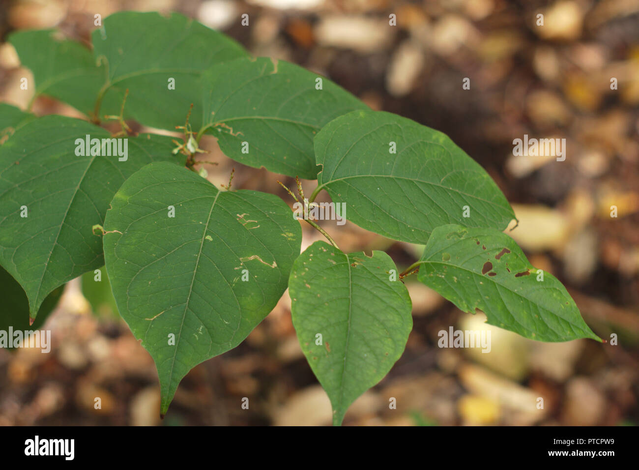 Japanese knotweed Stock Photo - Alamy