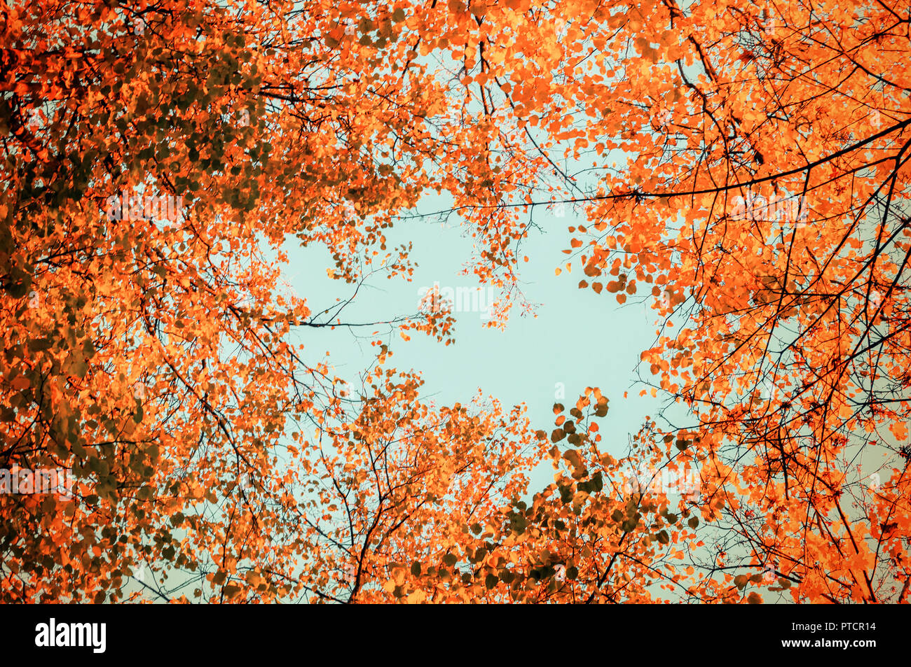 Autumn tree tops- orange autumn trees tops against blue sky. Autumn trees branches against blue sky in sunny autumn weather Stock Photo
