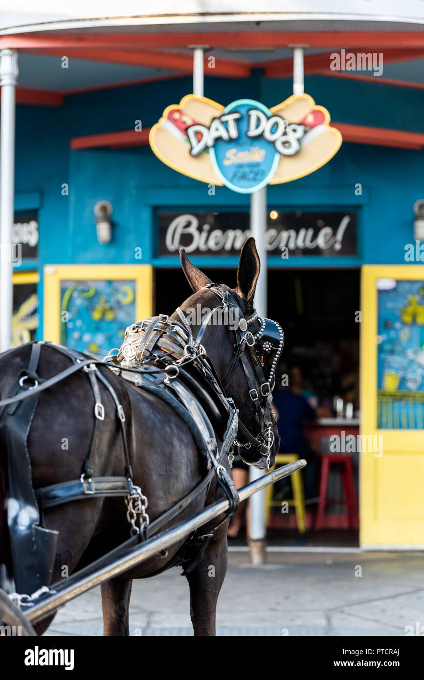 New Orleans, USA April 22, 2018 Restaurant Dat Dog selling hot dogs with horse carriage tour