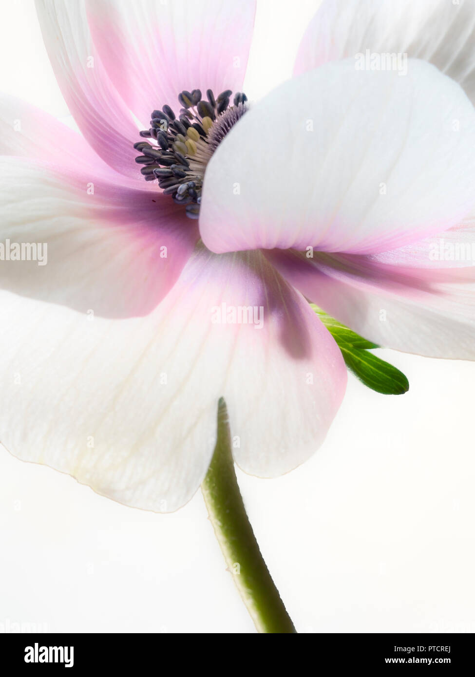 A single soft focus Anemone windflower-Anemone coronaria De Caen Stock Photo